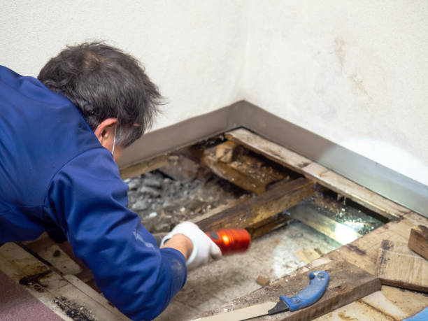 Best Residential Mold Remediation in Paris, TN