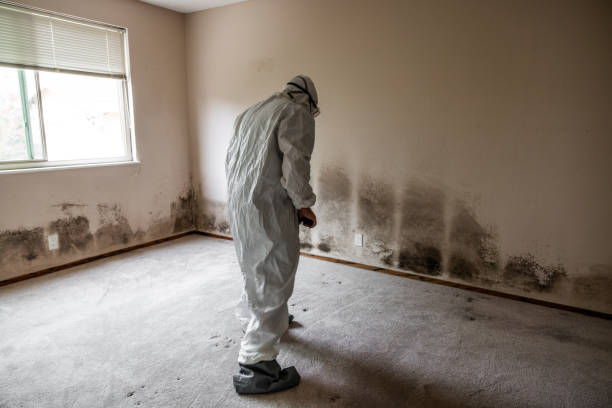 Best Commercial Mold Remediation in Paris, TN